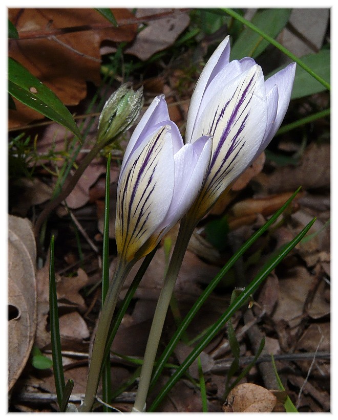 E'' arrivata  primavera.-Crocus biflorus e  Anemone hortensis